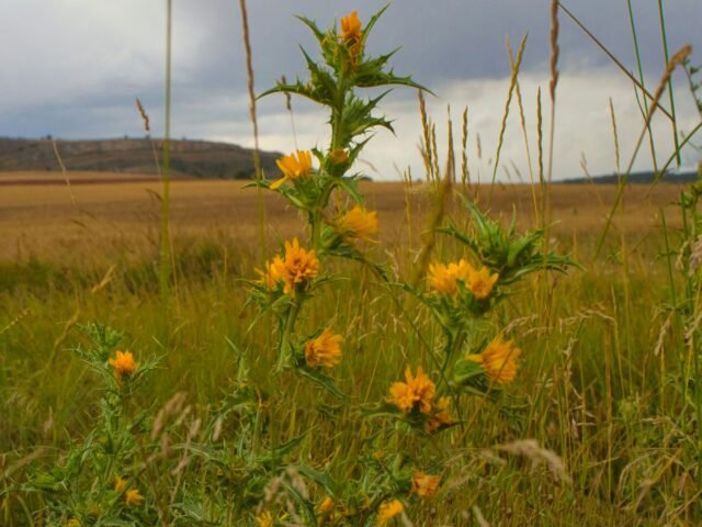 Limpiezas Rabal S.L. (Soria)